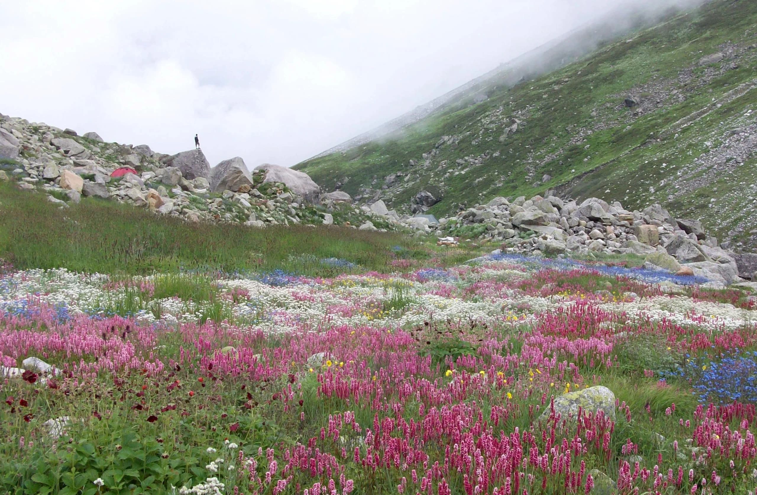 New Valley of Flowers (Kiarkoti) - Kiarkoti, Garhwal Himalayas - Adventure Trips India