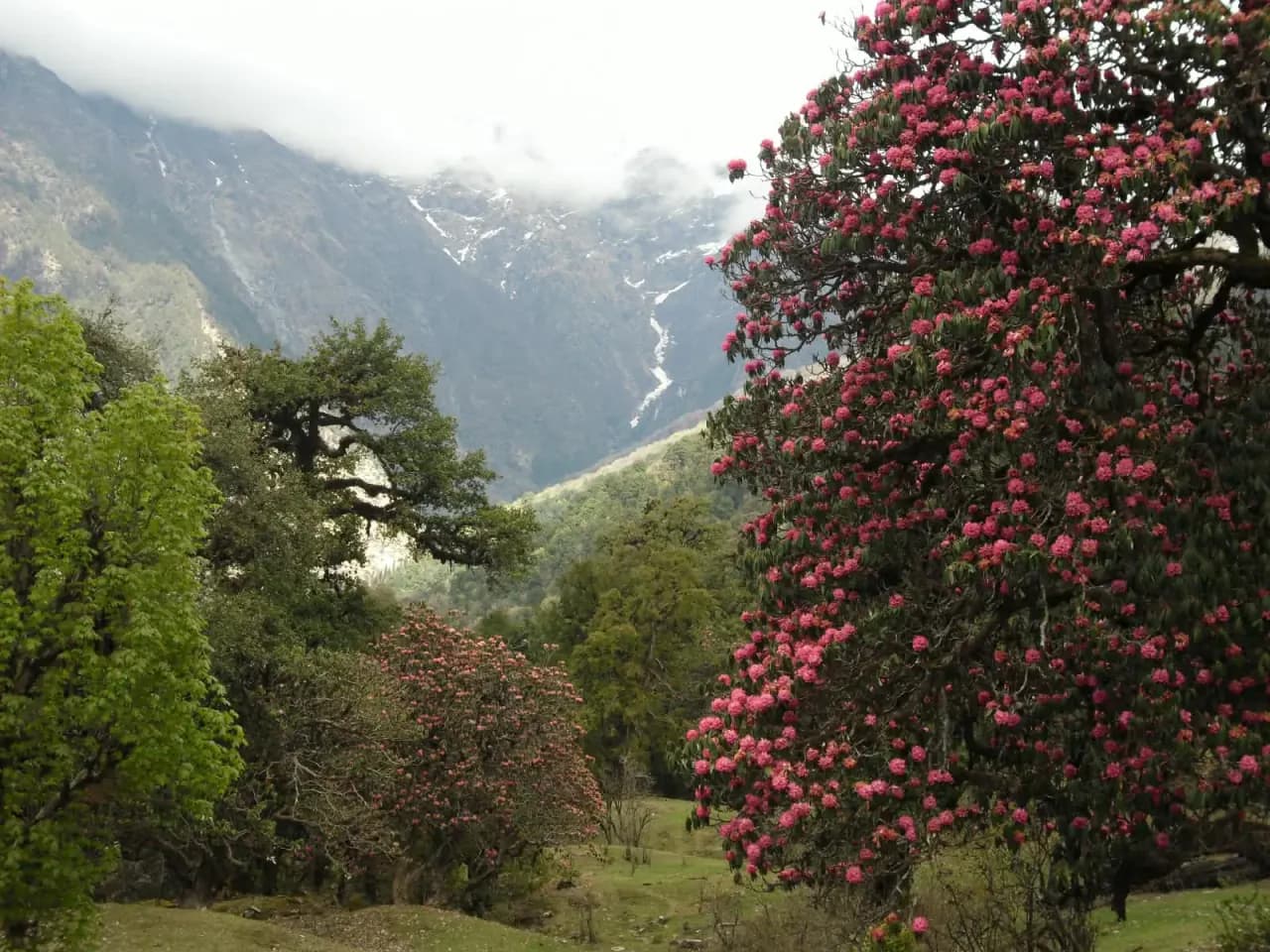 Chopta Tungnath & Chandrashila Summit Trek Photo 4