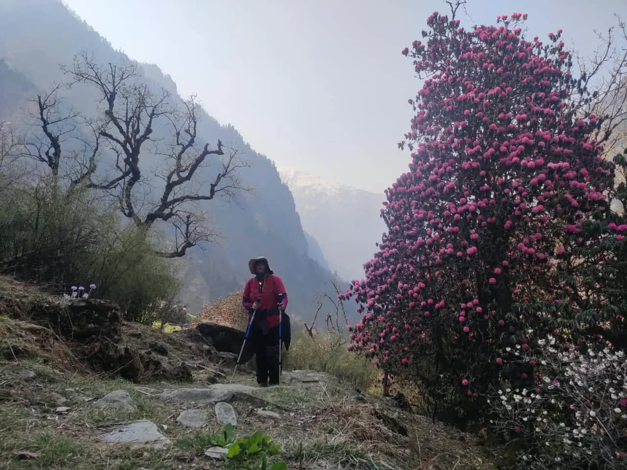 Pindari Glacier Trek (Rhododendron Trek) Photo 3